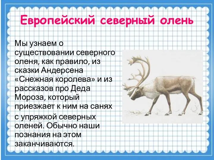 Европейский северный олень Мы узнаем о существовании северного оленя, как правило, из