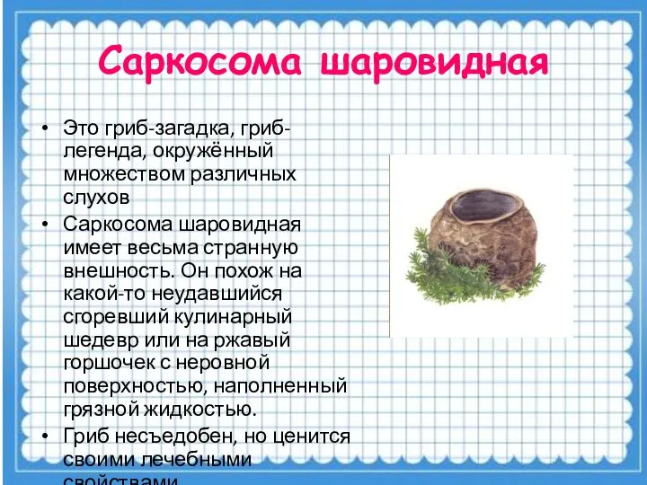 Саркосома шаровидная Это гриб-загадка, гриб-легенда, окружённый множеством различных слухов Саркосома шаровидная имеет