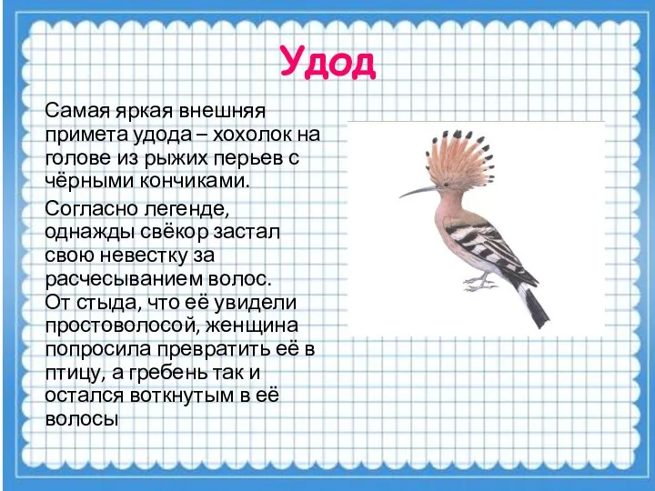 Удод Самая яркая внешняя примета удода – хохолок на голове из рыжих