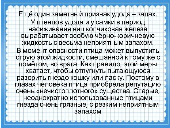 Ещё один заметный признак удода – запах. У птенцов удода и у