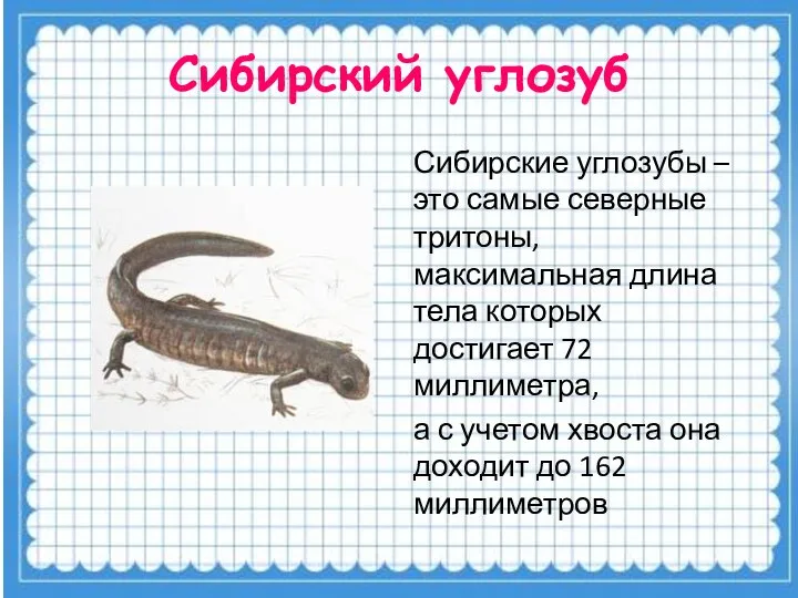 Сибирский углозуб Сибирские углозубы – это самые северные тритоны, максимальная длина тела