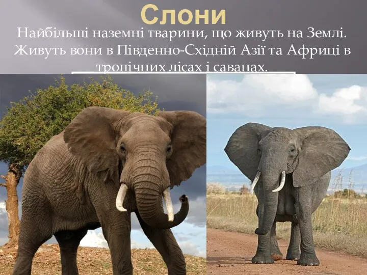 Слони Найбільші наземні тварини, що живуть на Землі. Живуть вони в Південно-Східній