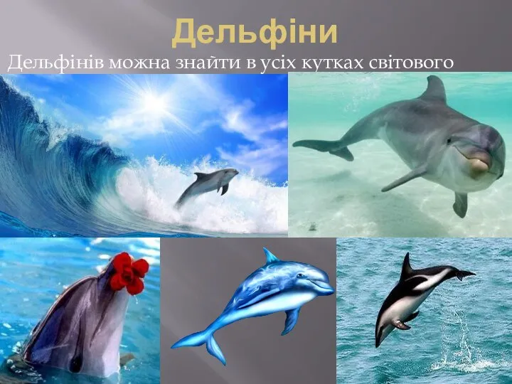 Дельфіни Дельфінів можна знайти в усіх кутках світового океану!