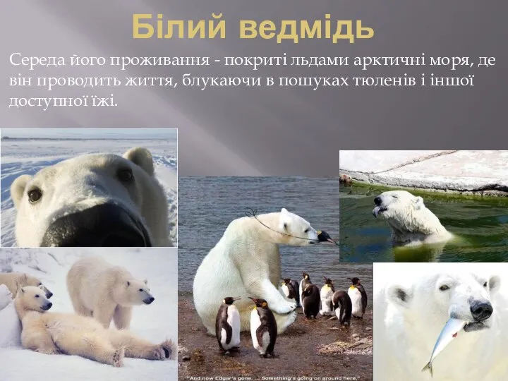 Білий ведмідь Середа його проживання - покриті льдами арктичні моря, де він