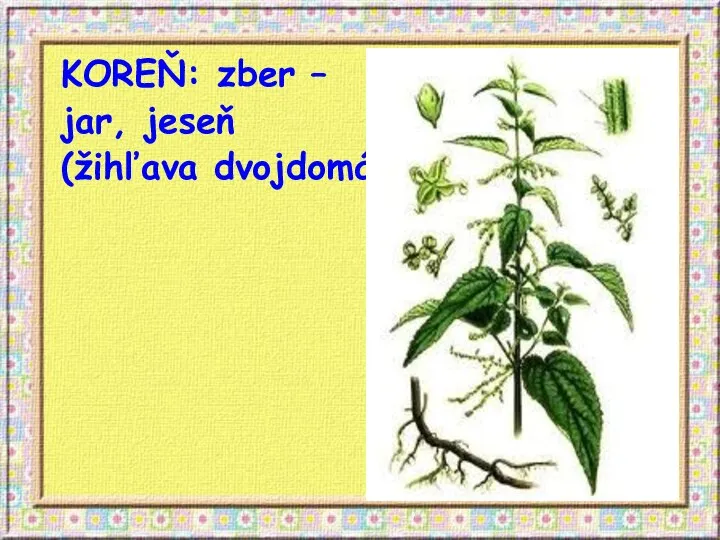 KOREŇ: zber – jar, jeseň (žihľava dvojdomá)