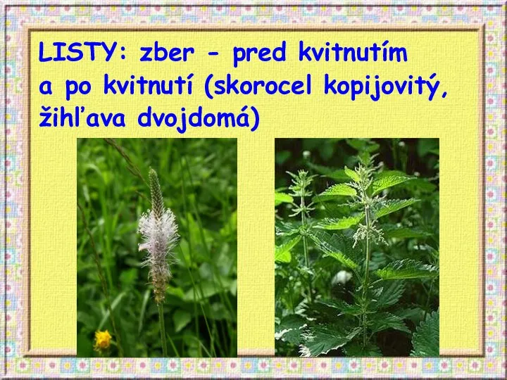 LISTY: zber - pred kvitnutím a po kvitnutí (skorocel kopijovitý, žihľava dvojdomá)