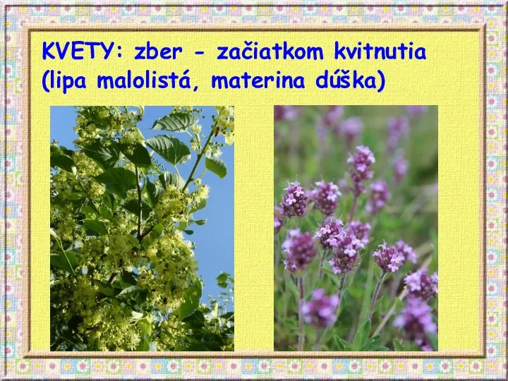 KVETY: zber - začiatkom kvitnutia (lipa malolistá, materina dúška)