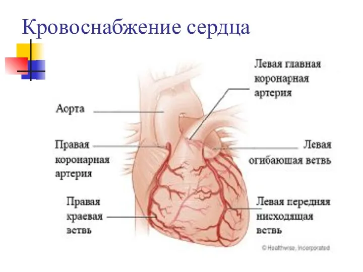 Кровоснабжение сердца