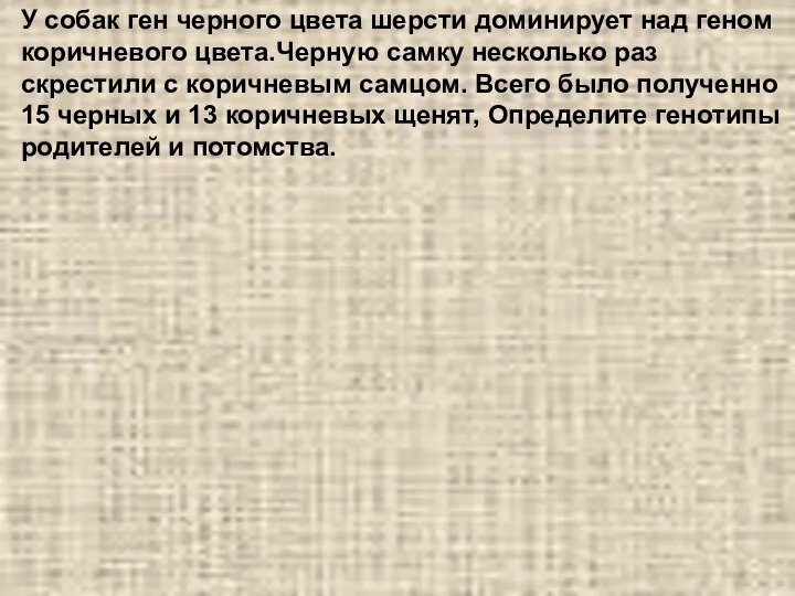 У собак ген черного цвета шерсти доминирует над геном коричневого цвета.Черную самку