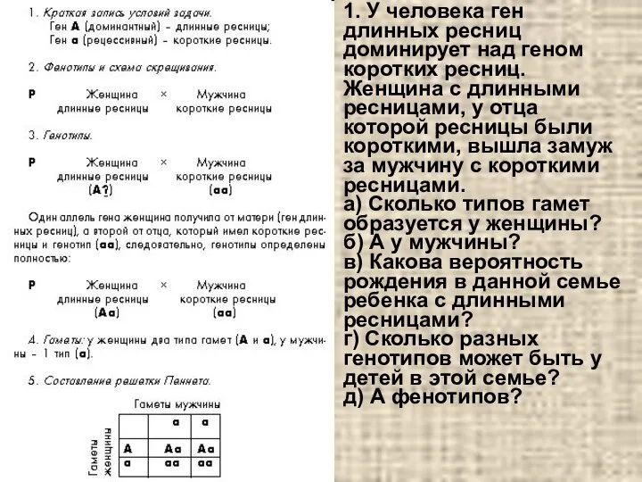 1. У человека ген длинных ресниц доминирует над геном коротких ресниц. Женщина