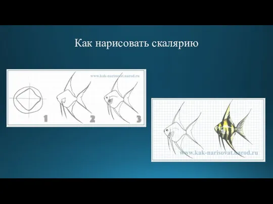 Как нарисовать скалярию