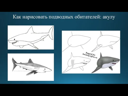 Как нарисовать подводных обитателей: акулу