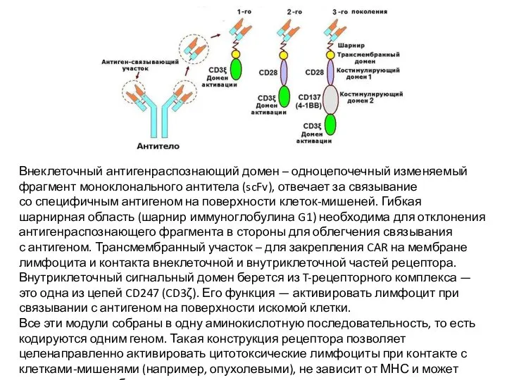 Внеклеточный антигенраспознающий домен – одноцепочечный изменяемый фрагмент моноклонального антитела (scFv), отвечает за