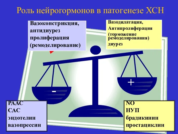 Роль нейрогормонов в патогенезе ХСН Вазоконстрикция, антидиурез пролиферация (ремоделирование) - + Вазодилатация,