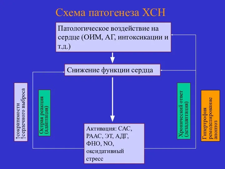 Схема патогенеза ХСН Патологическое воздействие на сердце (ОИМ, АГ, интоксикации и т.д.)