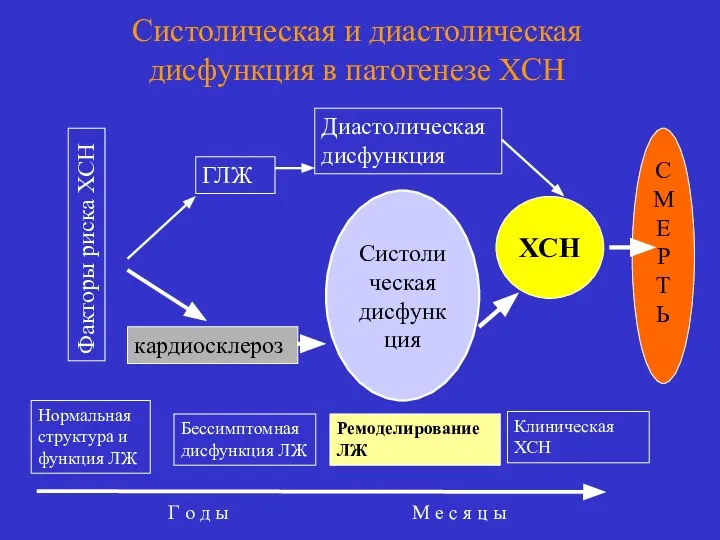 Систолическая и диастолическая дисфункция в патогенезе ХСН Факторы риска ХСН С М