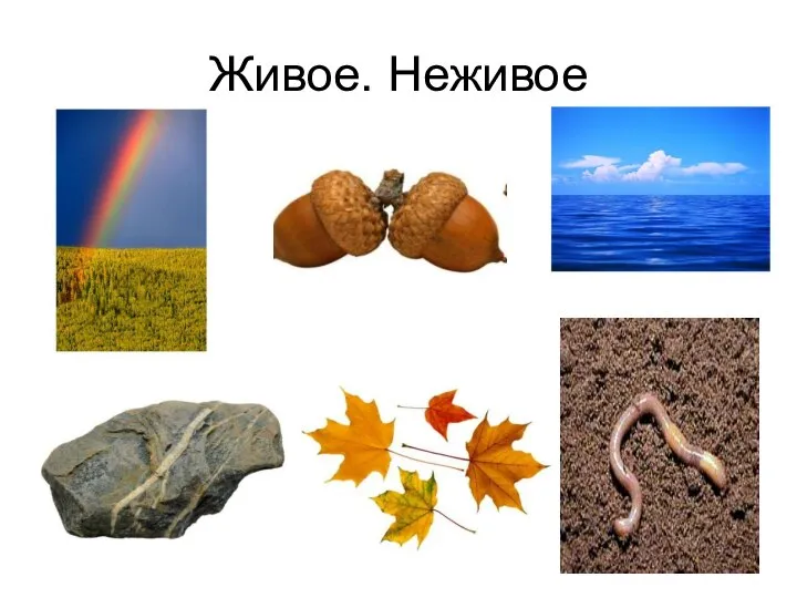 Живое. Неживое