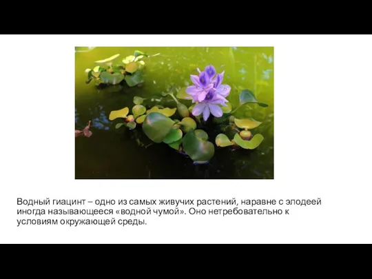 Водный гиацинт – одно из самых живучих растений, наравне с элодеей иногда