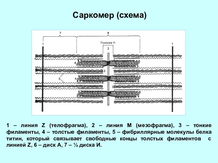 Саркомер (схема) 1 – линия Z (телофрагма), 2 – линия М (мезофрагма),