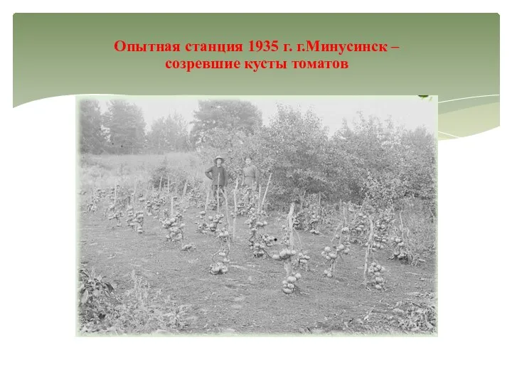 Опытная станция 1935 г. г.Минусинск – созревшие кусты томатов