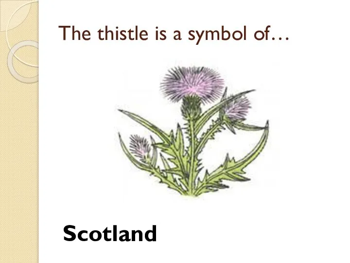 The thistle is a symbol of… Scotland
