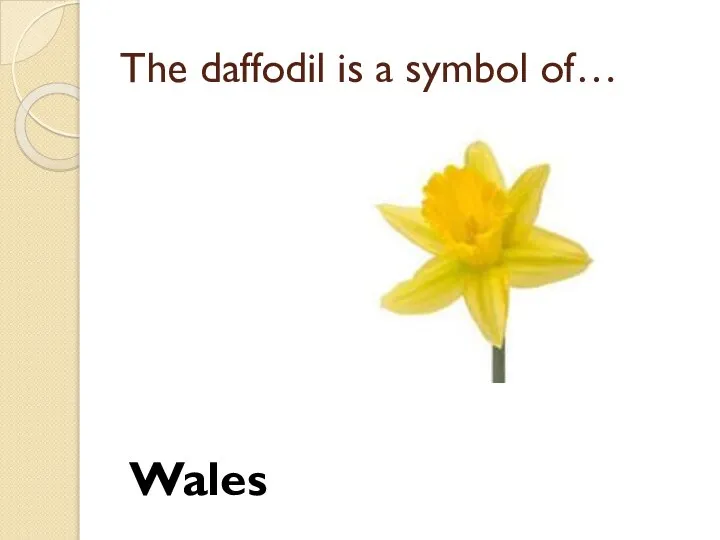 The daffodil is a symbol of… Wales