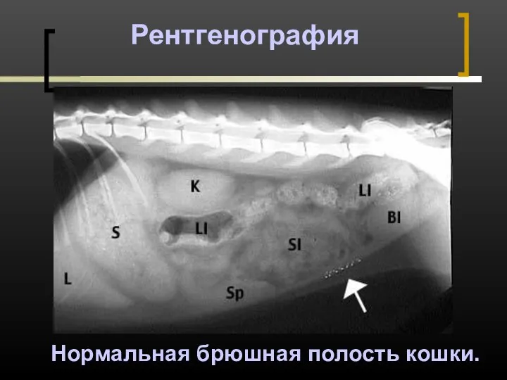Рентгенография Нормальная брюшная полость кошки.