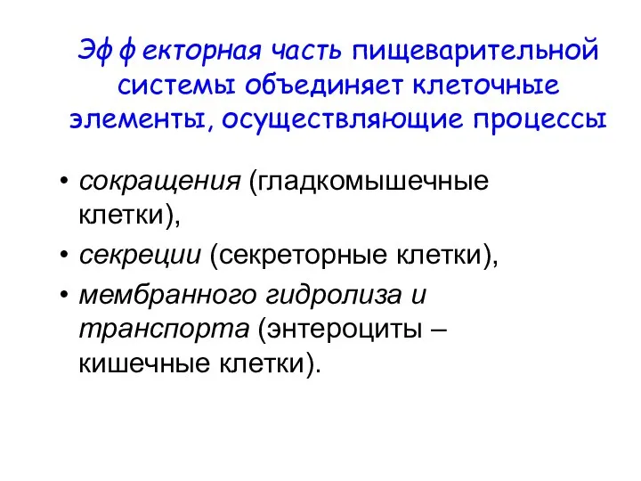 Эффекторная часть пищеварительной системы объединяет клеточные элементы, осуществляющие процессы сокращения (гладкомышечные клетки),