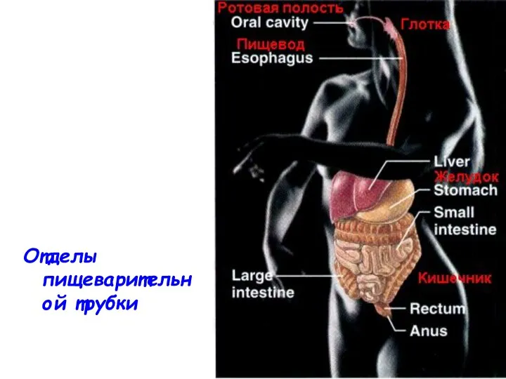 Отделы пищеварительной трубки