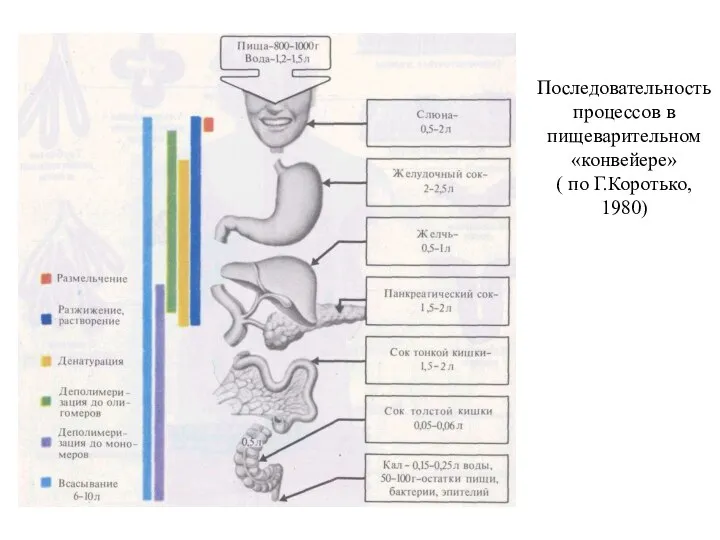Последовательность процессов в пищеварительном «конвейере» ( по Г.Коротько, 1980)