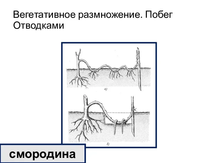 Вегетативное размножение. Побег Отводками смородина