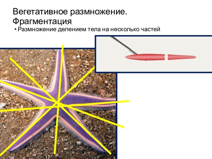 Вегетативное размножение. Фрагментация Размножение делением тела на несколько частей