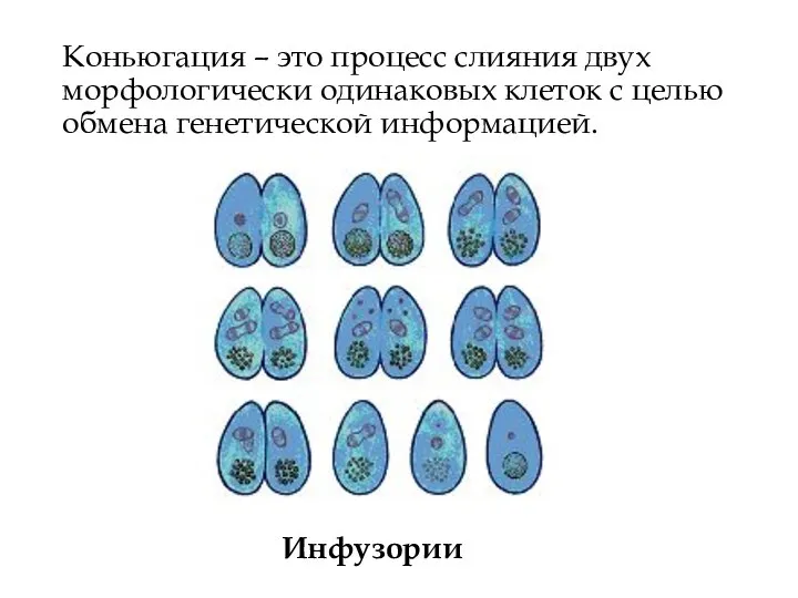 Коньюгация – это процесс слияния двух морфологически одинаковых клеток с целью обмена генетической информацией. Инфузории