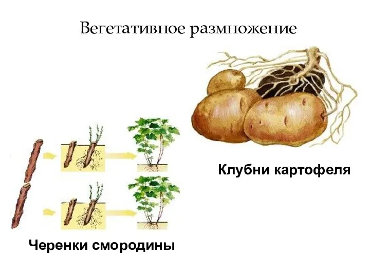 Вегетативное размножение Черенки смородины Клубни картофеля