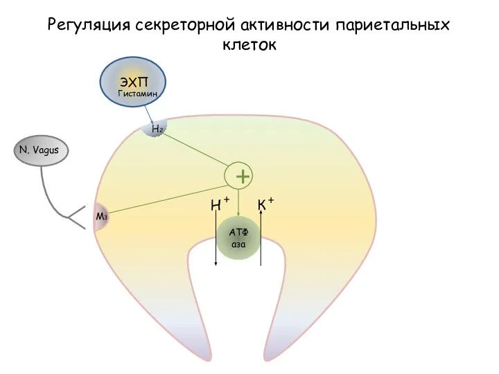 АТФаза Н + К + Регуляция секреторной активности париетальных клеток + M3