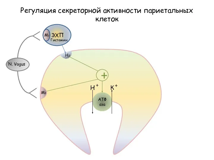 АТФаза Н + К + Регуляция секреторной активности париетальных клеток + M3