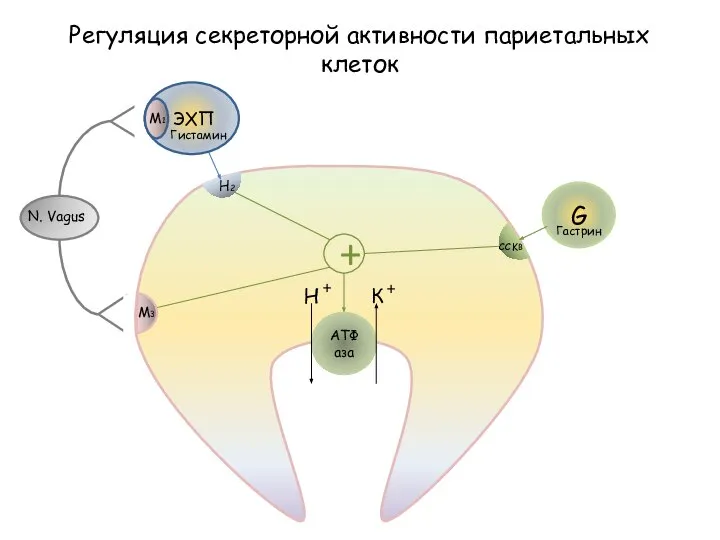 АТФаза Н + К + Регуляция секреторной активности париетальных клеток + M3