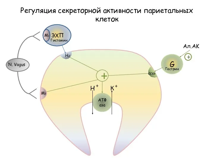 АТФаза Н + К + Регуляция секреторной активности париетальных клеток + M3