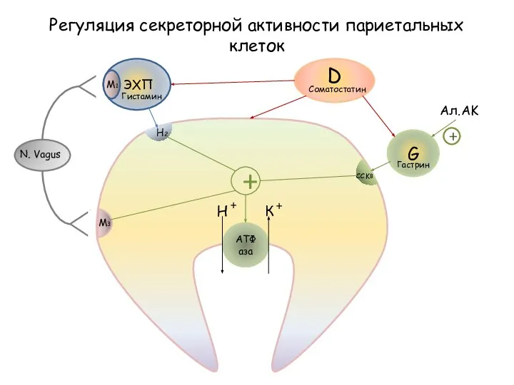 АТФаза ЭХП Гистамин N. Vagus M1 M3 H2 G Соматостатин Гастрин D