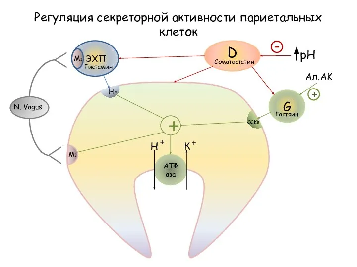 АТФаза ЭХП Гистамин N. Vagus M1 M3 H2 G Соматостатин Гастрин D