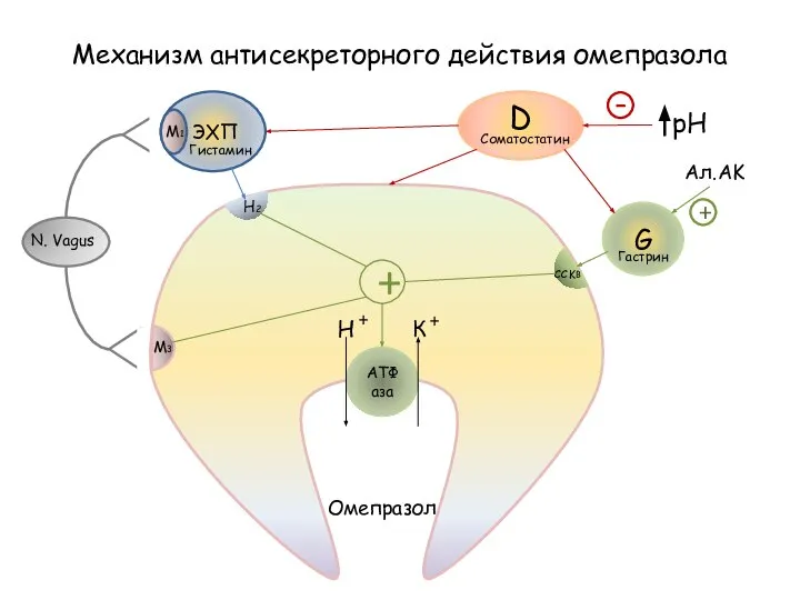 АТФаза ЭХП Гистамин N. Vagus M1 M3 H2 G Соматостатин Гастрин D