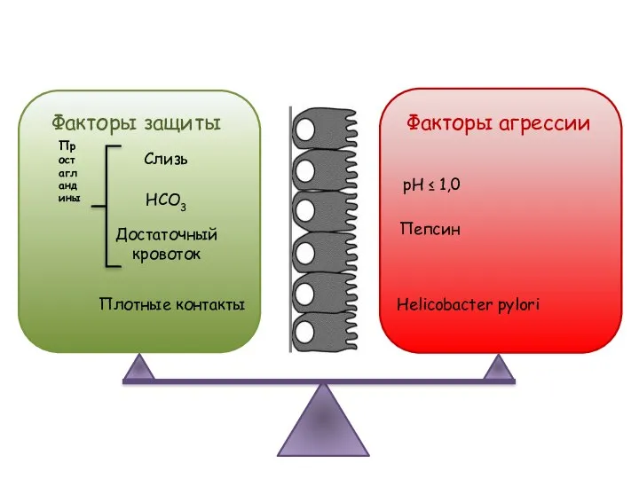 Факторы защиты Факторы агрессии Слизь НСО3 Достаточный кровоток Плотные контакты Простагландины рН