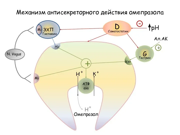 АТФаза ЭХП Гистамин N. Vagus M1 M3 H2 G Соматостатин Гастрин D