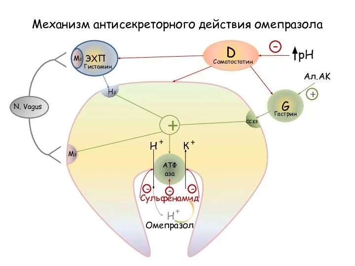 АТФаза ЭХП Гистамин N. Vagus M1 M3 H2 G Соматостатин Гастрин D