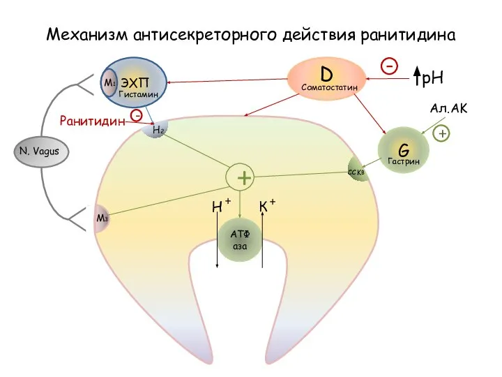 АТФаза ЭХП Гистамин N. Vagus M1 M3 H2 G Соматостатин Гастрин D