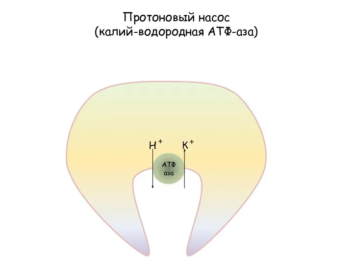 Протоновый насос (калий-водородная АТФ-аза) АТФаза Н + К +