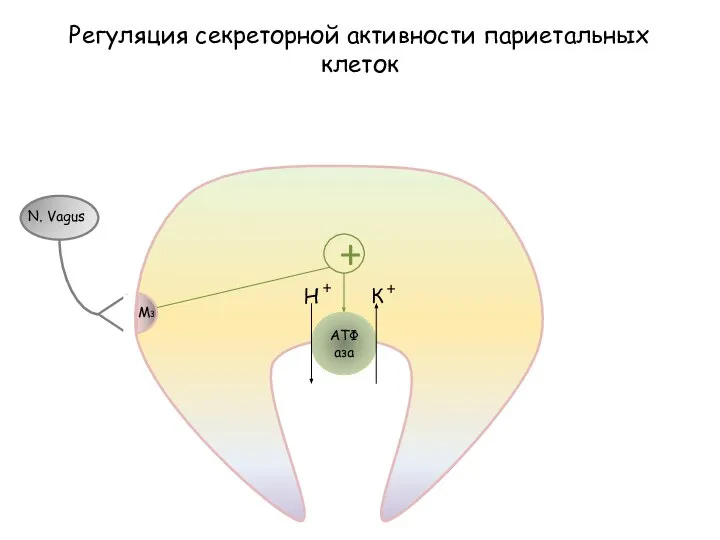 АТФаза Н + К + Регуляция секреторной активности париетальных клеток + M3 N. Vagus