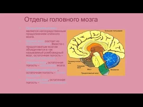 Отделы головного мозга Продолговатый мозг является непосредственным продолжением спинного мозга. Задний мозг