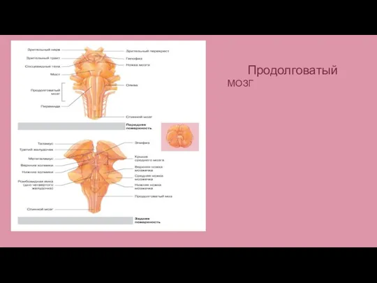 Продолговатый МОЗГ