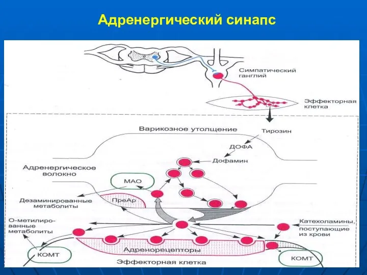 Адренергический синапс